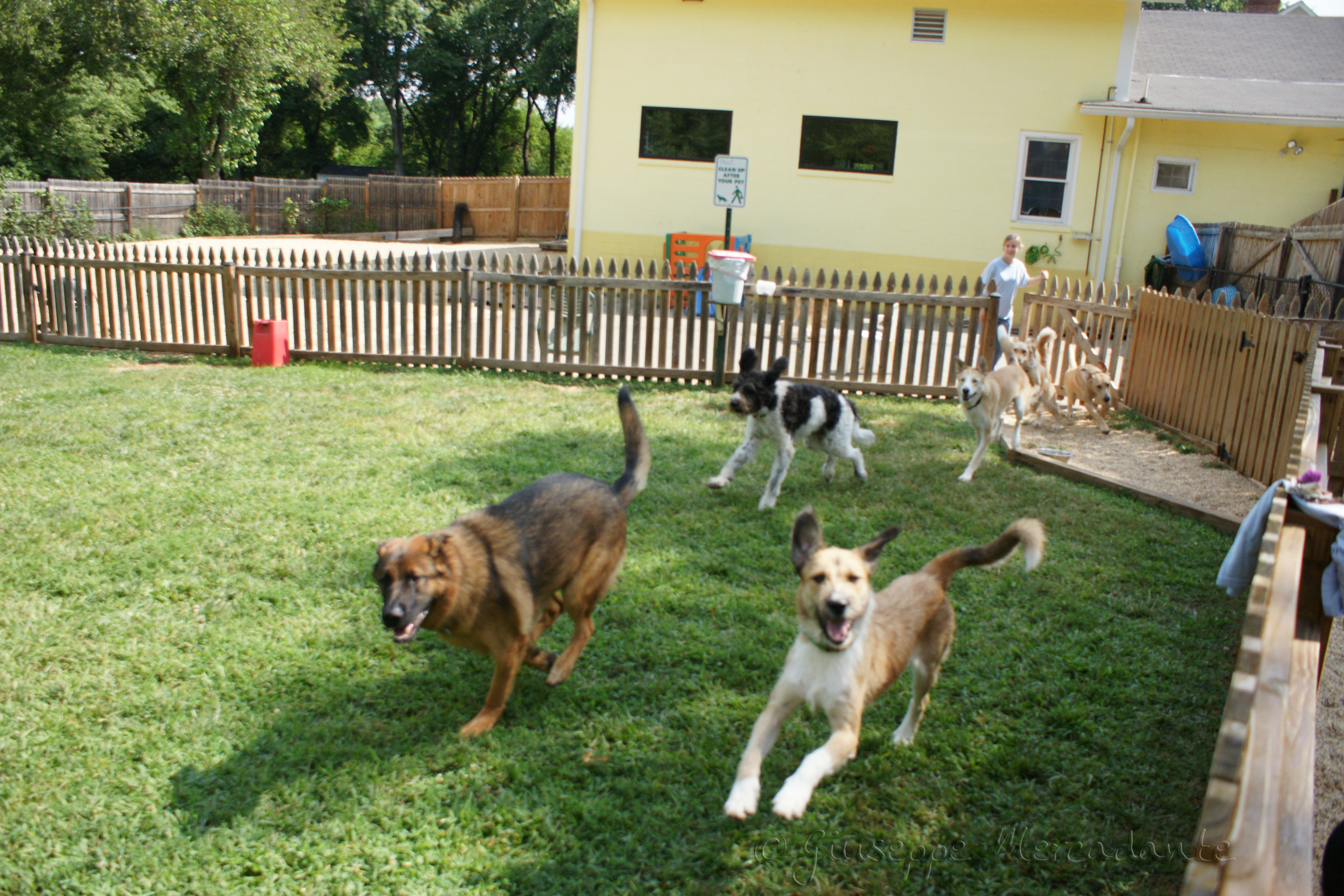 Small happy dog customer at Doggy Daycare Hotel