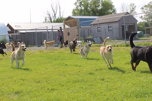 Contact Doggy Daycare Hotel before arriving