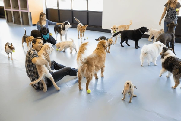 Happy customer dogs enjoying dog daycare and boarding care