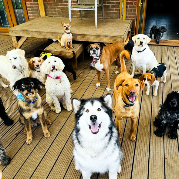 Comfortable overnight dog boarding room for pet stays