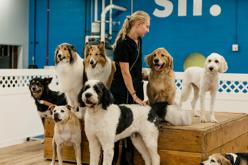 Dog care team providing friendly professional daycare support