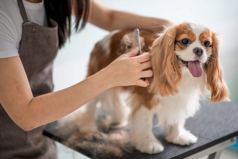 Dog care preparation and comfort routine before daycare check-in