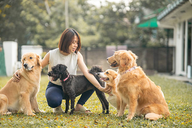 Dog training session with positive handling and guidance