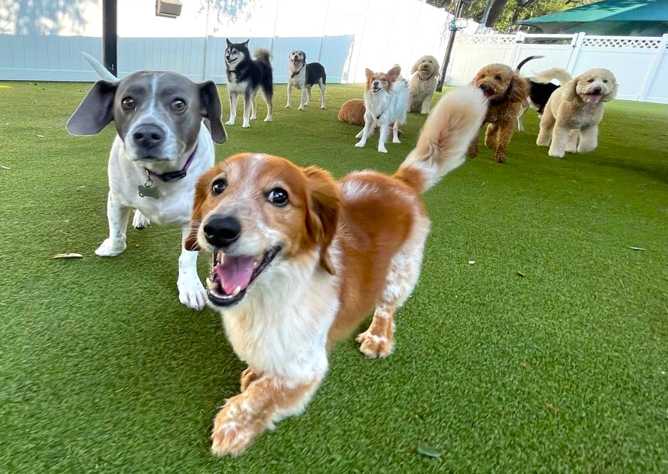 Dog walking outdoor near Ottawa daycare location