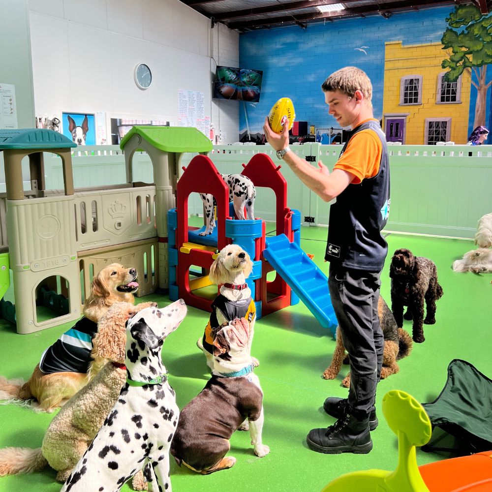 Happy dogs playing safely in a supervised dog daycare area