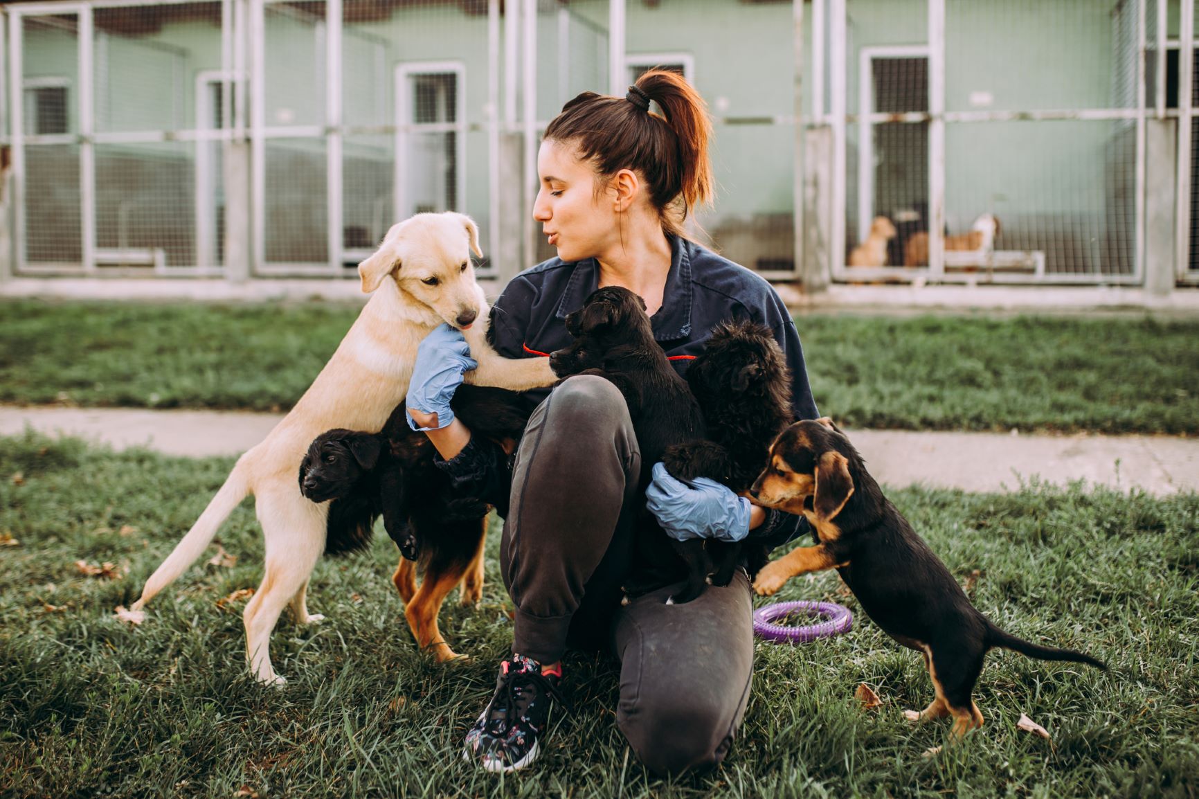Dog daycare location and outdoor walking area near green space